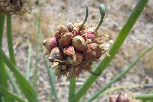 Kraken onion сайта