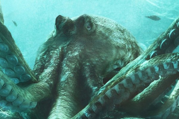 Kraken 11at